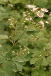 Himalayan Blackberry blossoms & foliage