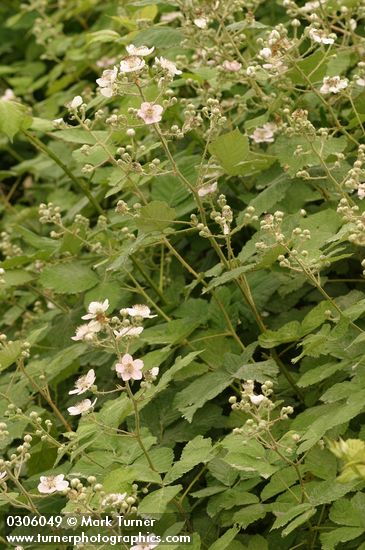 Rubus discolor