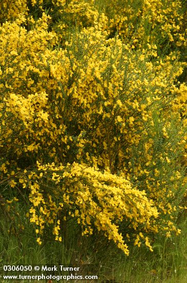 Cytisus scoparius