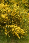 Scotch Broom