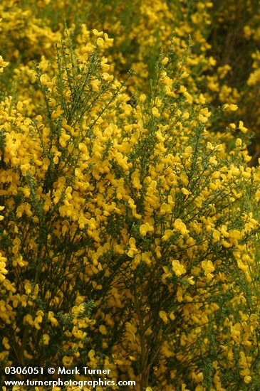 Cytisus scoparius