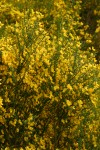 Scotch Broom