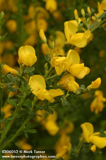 Cytisus scoparius