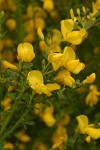 Scotch Broom blossoms & foliage detail