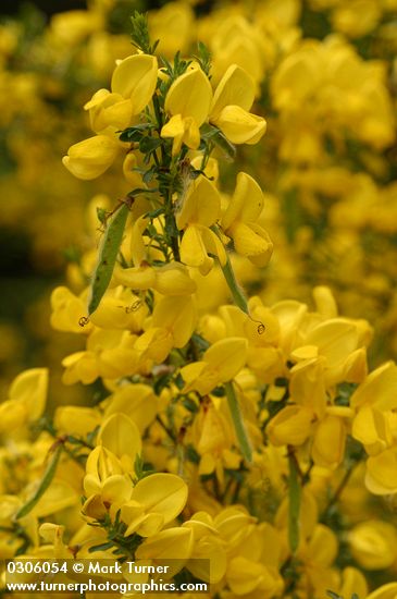 Cytisus scoparius