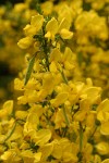 Scotch Broom blossoms & immature seed pods detail