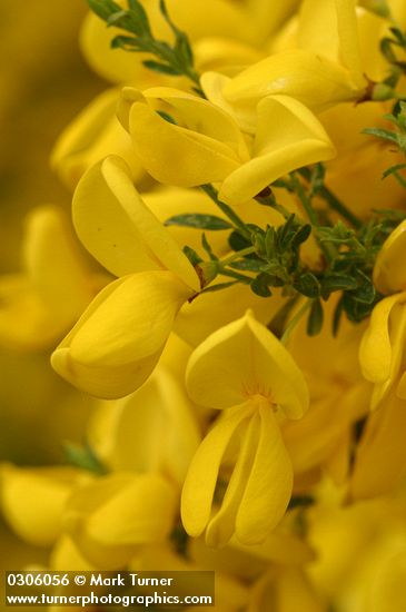 Cytisus scoparius