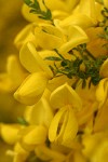 Scotch Broom blossoms extreme detail