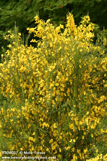 Cytisus scoparius