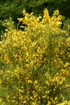 Scotch Broom