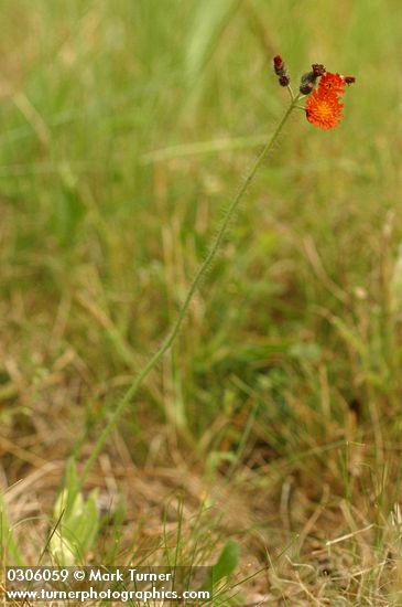 Hieracium aurantiacum