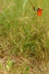 Orange Hawkweed