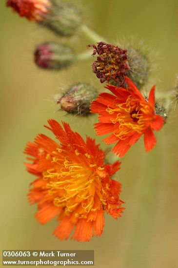 Hieracium aurantiacum