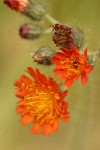 Orange Hawkweed blossoms detail