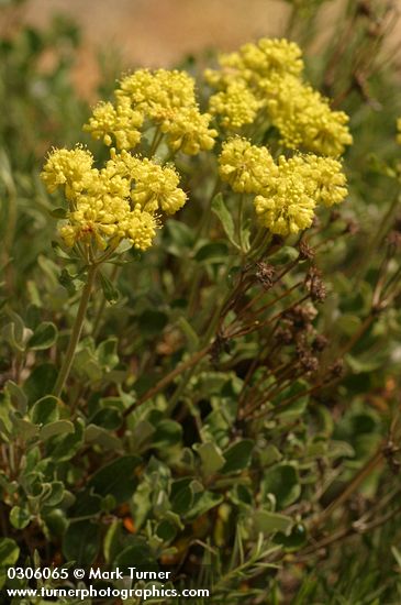 Eriogonum umbellatum