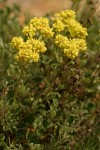 Sulfur Buckwheat (Sulphur Eriogonum)