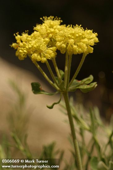 Eriogonum umbellatum