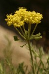 Sulfur Buckwheat (Sulphur Eriogonum) blossoms detail