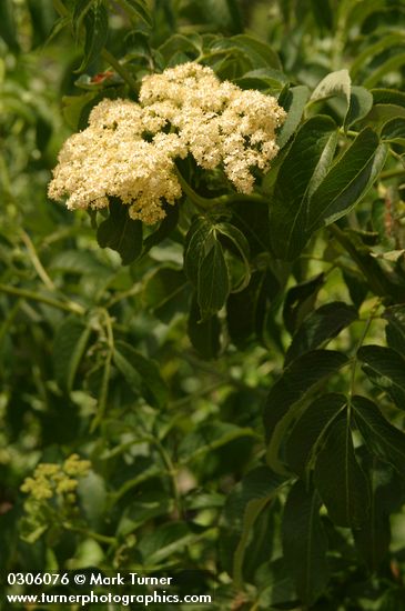 Sambucus nigra ssp. cerulea