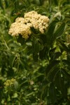 Blue Elderberry blossoms & foliage