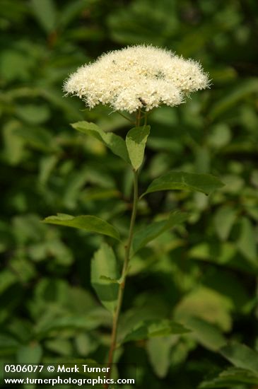 Spiraea betulifolia