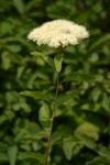 Birchleaf Spiraea blossoms & foliage