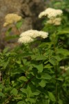 Birchleaf Spiraea blossoms & foliage