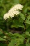 Birchleaf Spiraea blossoms & foliage detail