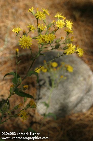 Hieracium cynoglossoides