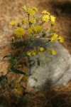 Western Hawkweed