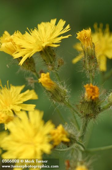 Hieracium cynoglossoides