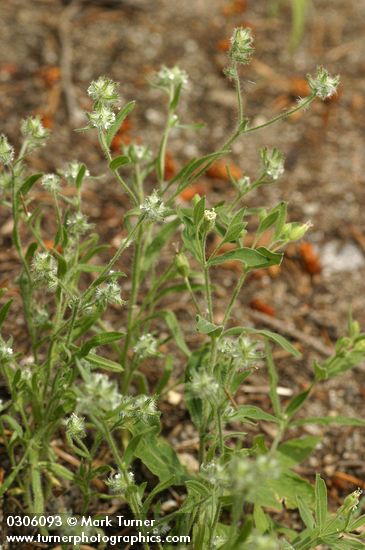 Cryptantha affinis