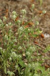 Common Cryptantha