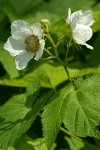 Thimbleberry blossoms & foliage