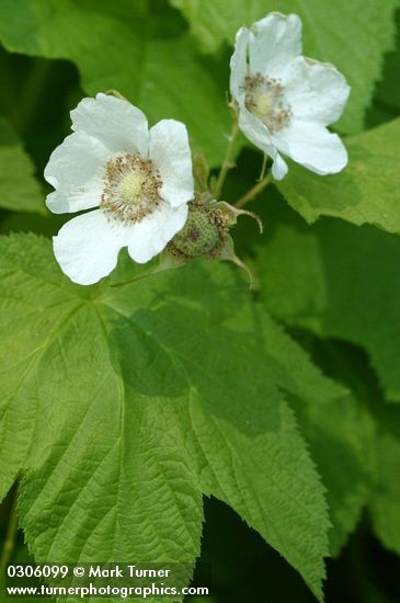 Rubus parviflorus