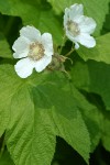 Thimbleberry blossoms & foliage