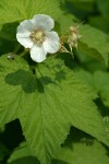 Thimbleberry blossoms & foliage