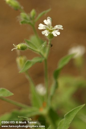 Silene menziesii