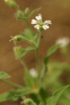 Menzies' Catchfly blossom & foliage detail