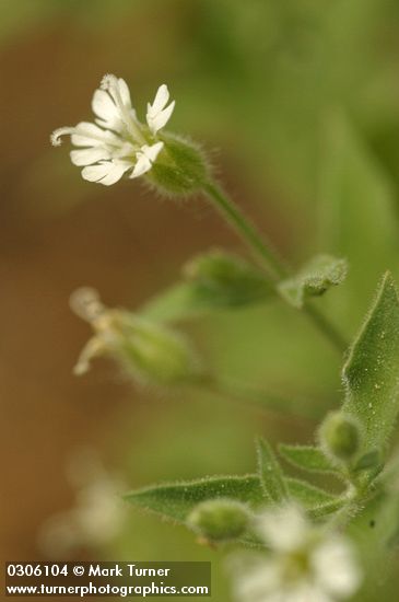 Silene menziesii