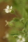 Menzies' Catchfly blossom & foliage detail