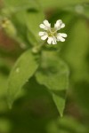 Menzies' Catchfly blossom & foliage detail