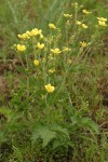 Sharp-toothed (Glandular) Cinquefoil