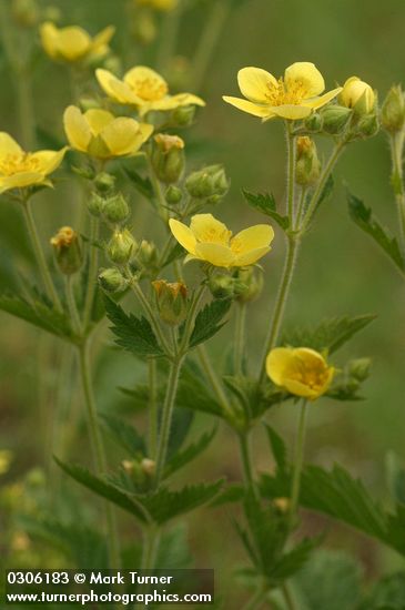 Potentilla arguta