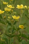 Sharp-toothed (Glandular) Cinquefoil blossoms