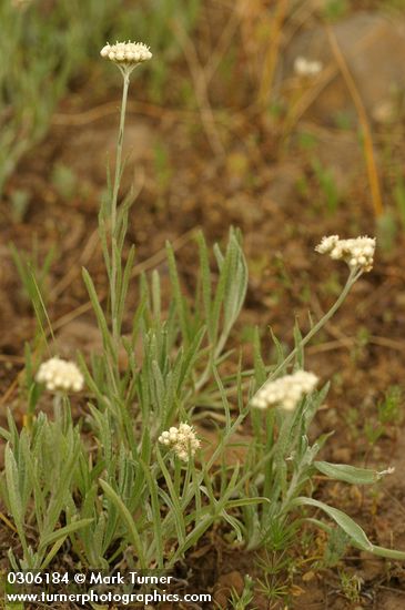 Antennaria luzuloides