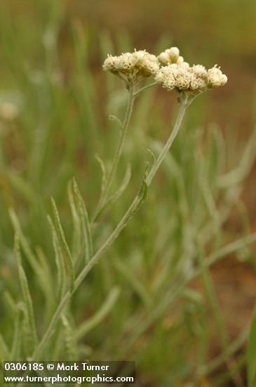 Antennaria luzuloides