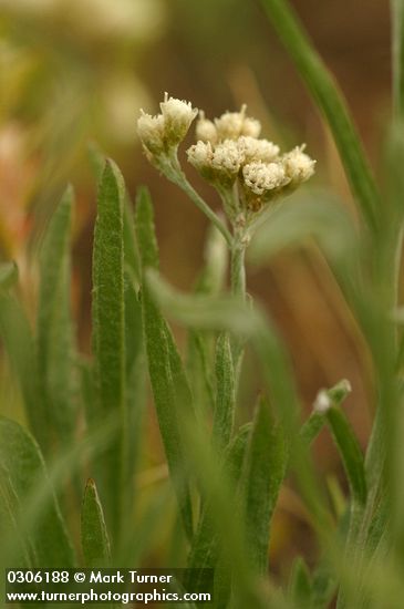 Antennaria luzuloides