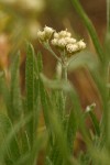 Woodrush Pussytoes blossoms & foliage detail