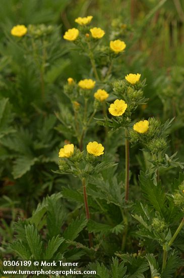 Potentilla gracilis